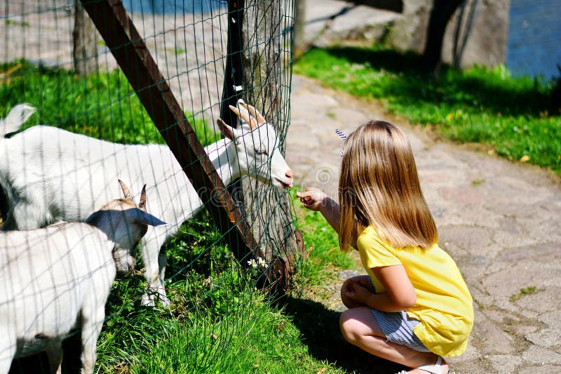 Adorable little girl feeding a goat at the zoo on sunny summer day. Adorable little girl feeding a goat at the zoo on sunny summer day