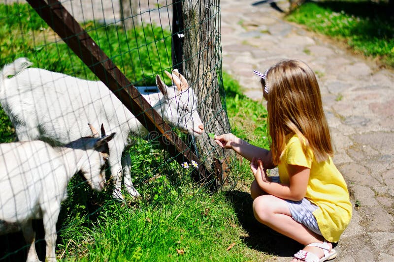 Adorable little girl feeding pony at zoo. Adorable little girl feeding pony at zoo
