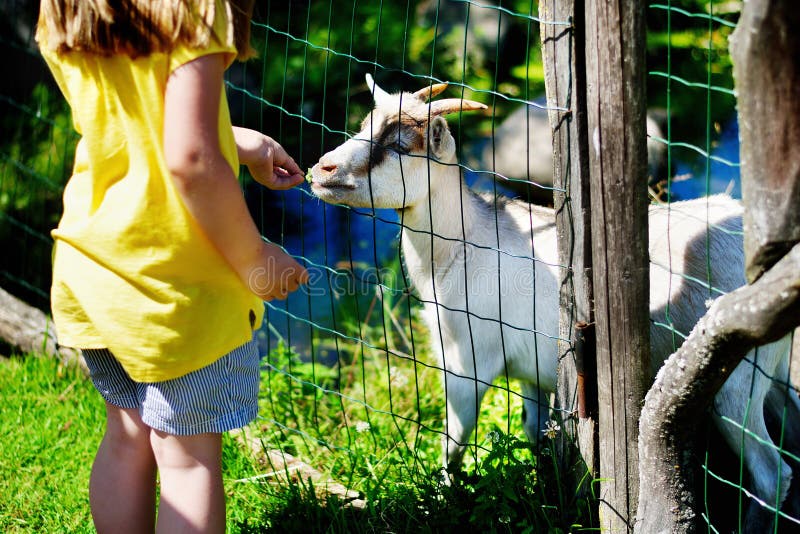 Adorable little girl feeding a goat at the zoo on sunny summer day. Adorable little girl feeding a goat at the zoo on sunny summer day