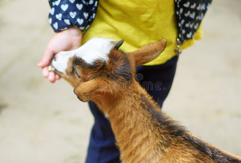 Adorable little girl feeding a goat at the zoo. Adorable little girl feeding a goat at the zoo