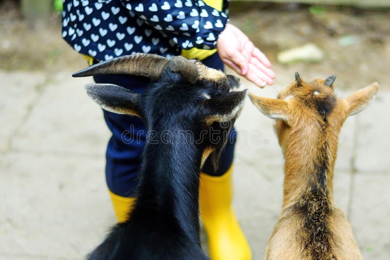 Adorable little girl feeding a goat at the zoo on hot sunny summer day. Adorable little girl feeding a goat at the zoo on hot sunny summer day.