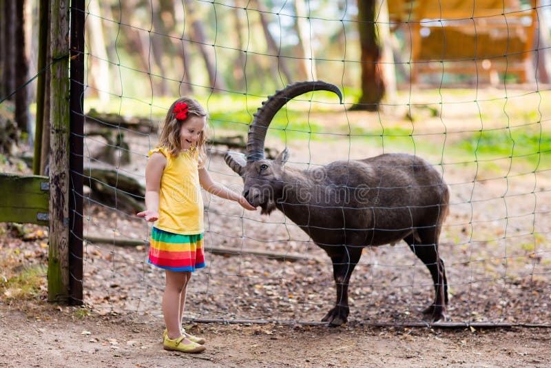 Cute little girl in colorful dress watching and feeding wild alpine goat with large horns at the zoo on sunny summer day. Wildlife and Alps mountains nature experience for kids at animal safari park. Cute little girl in colorful dress watching and feeding wild alpine goat with large horns at the zoo on sunny summer day. Wildlife and Alps mountains nature experience for kids at animal safari park.