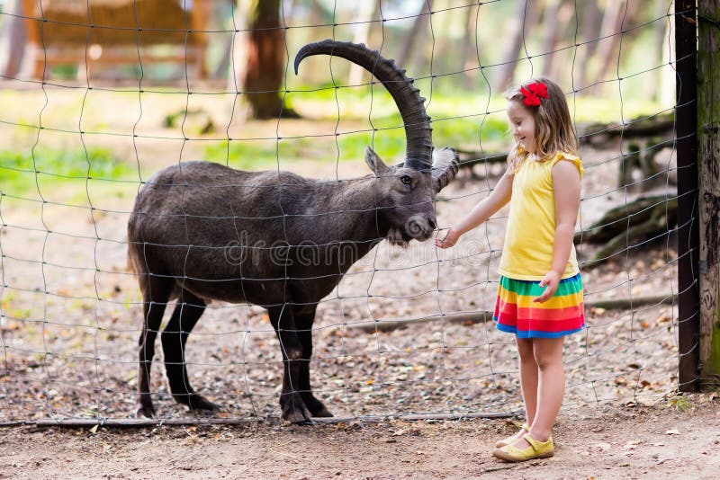 Cute little girl in colorful dress watching and feeding wild alpine goat with large horns at the zoo on sunny summer day. Wildlife and Alps mountains nature experience for kids at animal safari park. Cute little girl in colorful dress watching and feeding wild alpine goat with large horns at the zoo on sunny summer day. Wildlife and Alps mountains nature experience for kids at animal safari park.