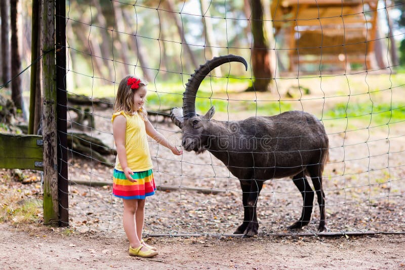 Cute little girl in colorful dress watching and feeding wild alpine goat with large horns at the zoo on sunny summer day. Wildlife and Alps mountains nature experience for kids at animal safari park. Cute little girl in colorful dress watching and feeding wild alpine goat with large horns at the zoo on sunny summer day. Wildlife and Alps mountains nature experience for kids at animal safari park.
