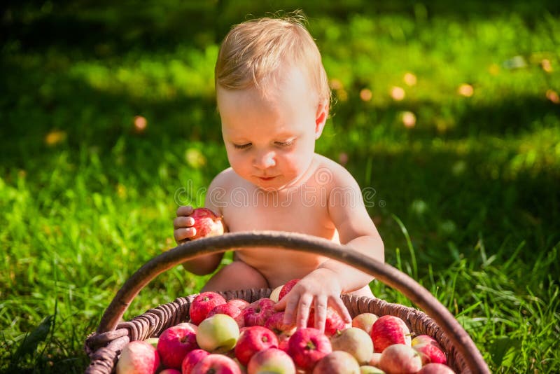 Bambina che gioca con un canestro delle mele nel giardino fotografia stock Bambina che gioca con un canestro delle mele nel giardino fotografia stock