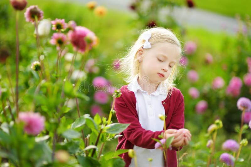 Bambina sveglia che gioca nel campo sbocciante della dalia Bambino che seleziona i fiori freschi nel prato della dalia il giorno immagini stock Bambina sveglia che gioca nel campo sbocciante della dalia Bambino che seleziona i fiori freschi nel prato della dalia il giorno immagini stock