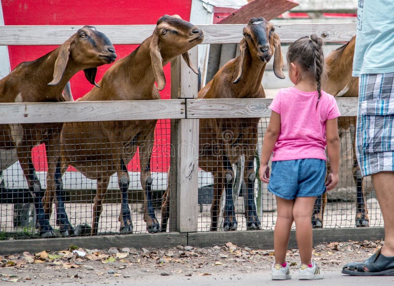 Bambina titubante e capre molto amichevoli immagine stock libera da diritti Bambina titubante e capre molto amichevoli immagine stock libera da diritti