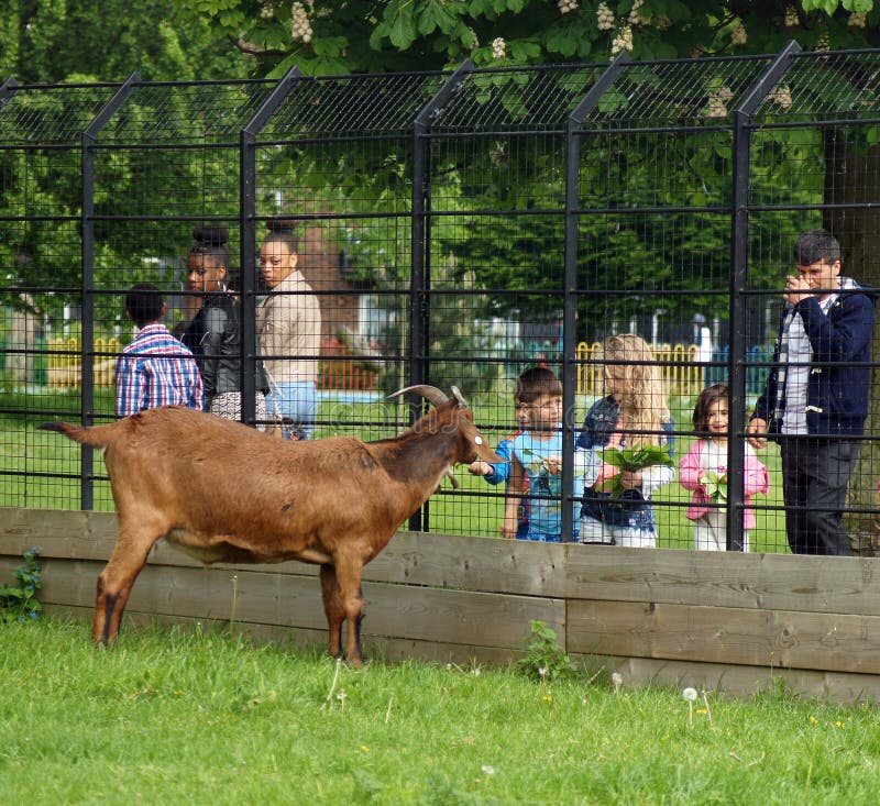 Children feed a goat through the fence in a local park. Children feed a goat through the fence in a local park.