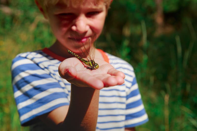 Bambini che imparano gli insetti - libellula della tenuta del ragazzino immagine stock Bambini che imparano gli insetti - libellula della tenuta del ragazzino immagine stock