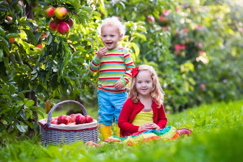 Bambini che selezionano le mele fresche dall'albero in un frutteto di frutta fotografia stock Bambini che selezionano le mele fresche dall'albero in un frutteto di frutta fotografia stock