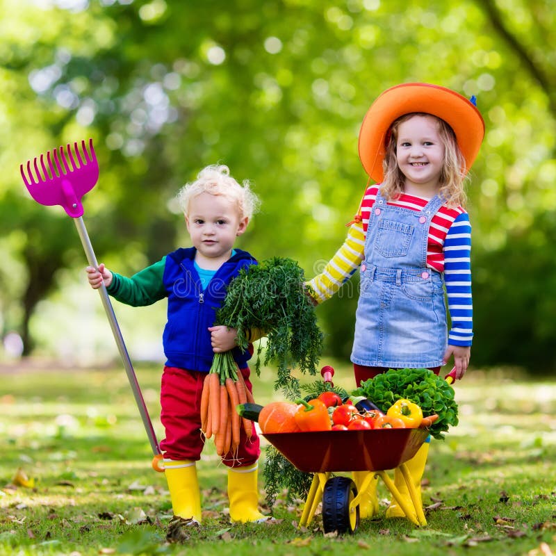 Two children picking fresh vegetables on organic bio farm. Kids gardening and farming. Autumn harvest fun for family. Toddler kid and preschooler play outdoors. Healthy nutrition for child and baby. Two children picking fresh vegetables on organic bio farm. Kids gardening and farming. Autumn harvest fun for family. Toddler kid and preschooler play outdoors. Healthy nutrition for child and baby.