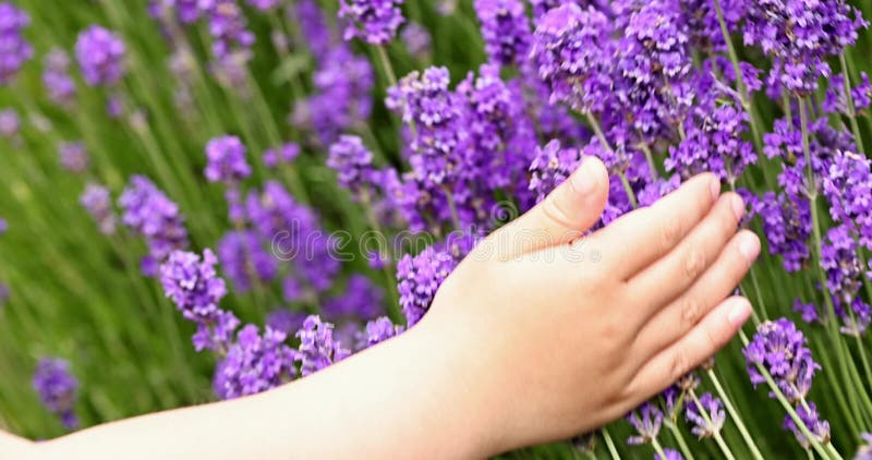 Bambini che toccano a mano cespugli di lavanda che salutano con il vento chiuso. porpora lavanda bel campo inglese