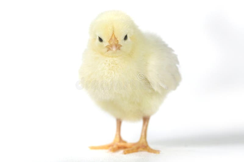 Bambino adorabile Chick Chicken su fondo bianco
