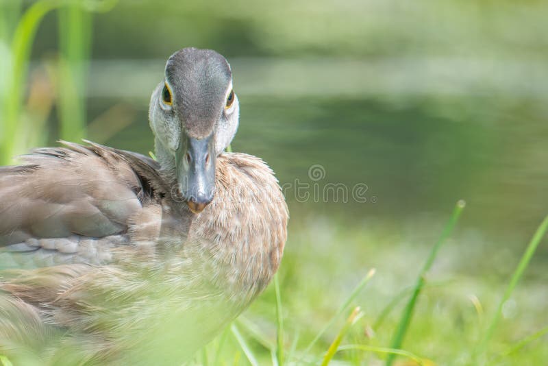 Baby / juvenile wood ducks found in the grass near floodplain waters of the Minnesota River. Baby / juvenile wood ducks found in the grass near floodplain waters of the Minnesota River.