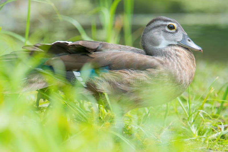 Baby / juvenile wood ducks found in the grass near floodplain waters of the Minnesota River. Baby / juvenile wood ducks found in the grass near floodplain waters of the Minnesota River.