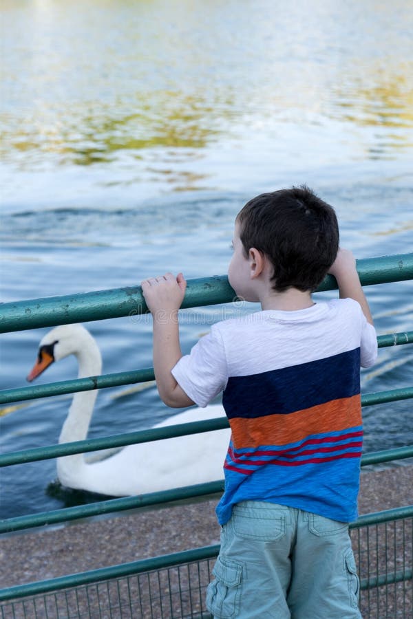 Bambino che esamina un cigno bianco immagine stock libera da diritti Bambino che esamina un cigno bianco immagine stock libera da diritti