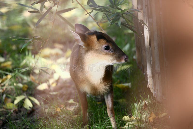 Bambino cinese del muntjac immagine stock Bambino cinese del muntjac immagine stock