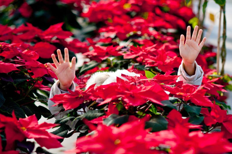 Little girl hidden between poinsettias. Little girl hidden between poinsettias