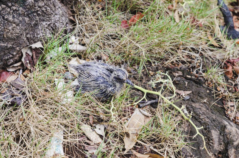 Bambino del piccione caduto dal nido immagini stock libere da diritti Bambino del piccione caduto dal nido immagini stock libere da diritti