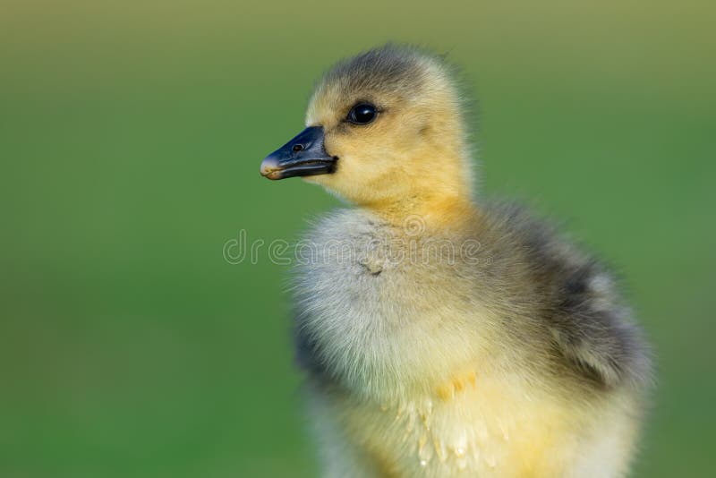 Bambino dorato lanuginoso Greylag Gosling fotografie stock Bambino dorato lanuginoso Greylag Gosling fotografie stock