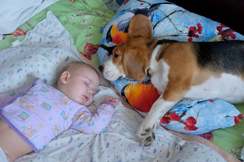 Bambino e cane addormentati fotografia stock libera da diritti Bambino e cane addormentati fotografia stock libera da diritti