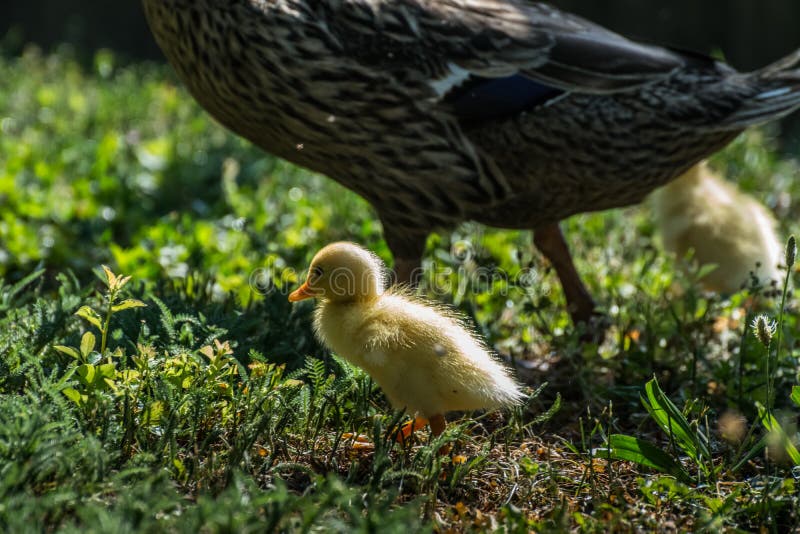 yellow baby running ducks with the m in a garden in the sun. yellow baby running ducks with the m in a garden in the sun