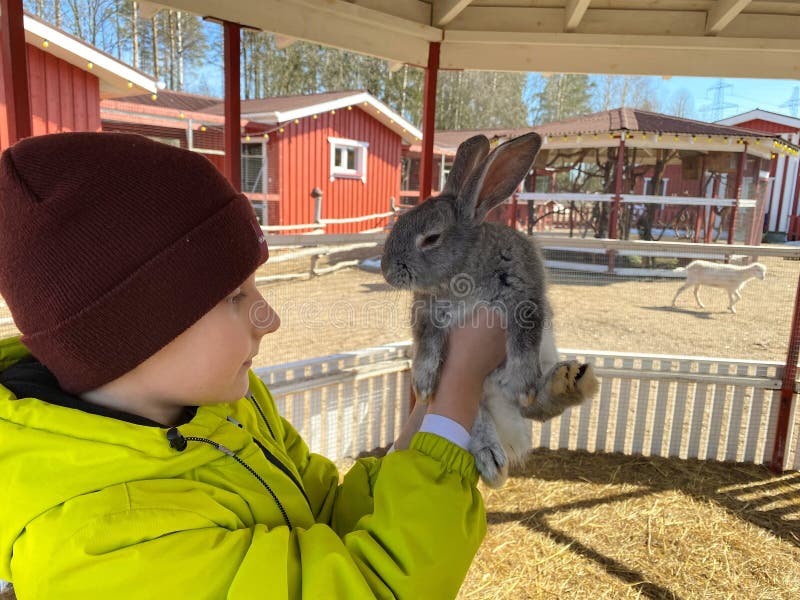 A teenage boy in a bright green jacket holds a small gray shaggy rabbit in his hands, focusing on the rabbit. Agriculture, animal care. sunny day. A teenage boy in a bright green jacket holds a small gray shaggy rabbit in his hands, focusing on the rabbit. Agriculture, animal care. sunny day