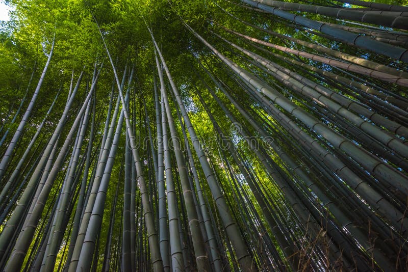 Bamboebosje in Arashiyama, Kyoto, Japan stock foto Bamboebosje in Arashiyama, Kyoto, Japan stock foto