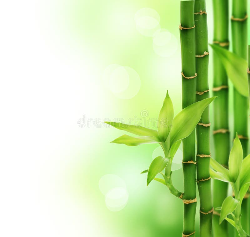 Green Bamboo Wallpaper Stock Photos and Pictures - 64,318 Images