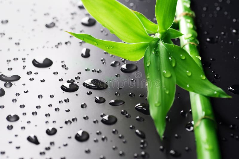 Bamboo royalty free stock images Bamboo royalty free stock images