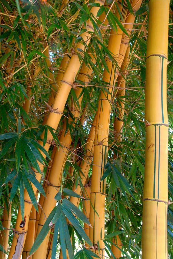 Bamboo