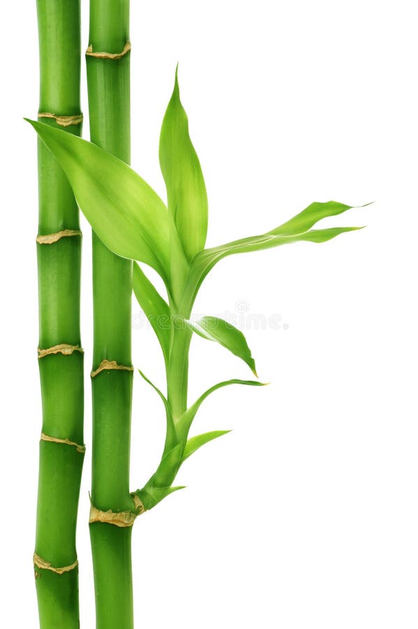 Bambù bella isolato su bianco.
