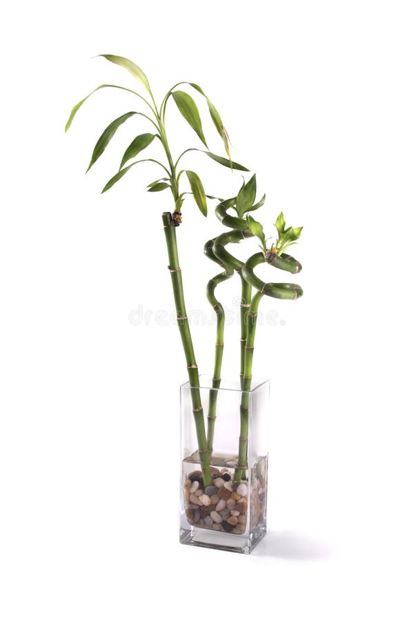 Bamboo in Black Vase stock photo. Image of curly, decoration 65462