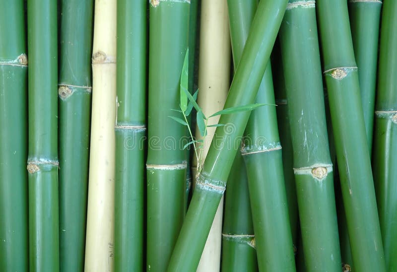 Bamboo