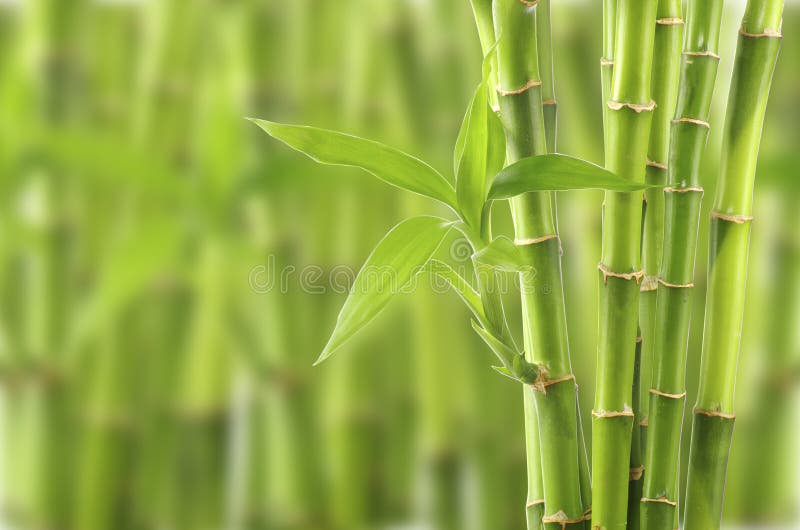Bamboo royalty free stock photo