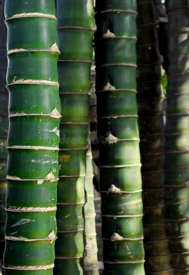 Bamboo Forest Free Stock Photos & Pictures, Bamboo Forest RoyaltyFree