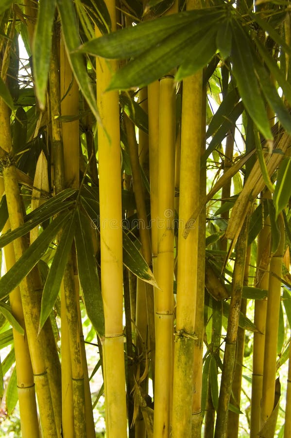 Bamboo