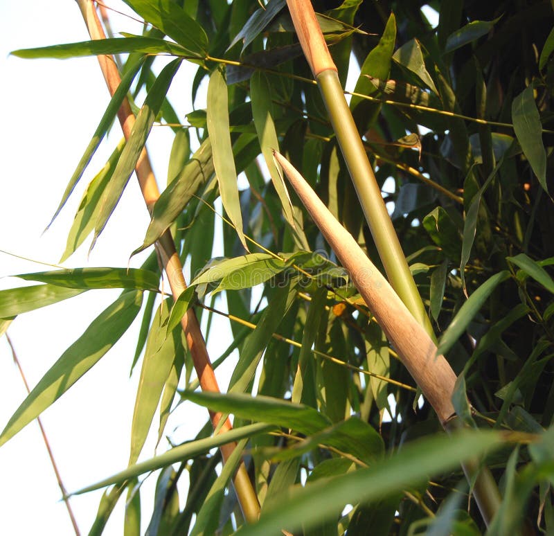 Bamboo stock image