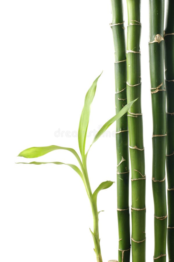 Bamboo