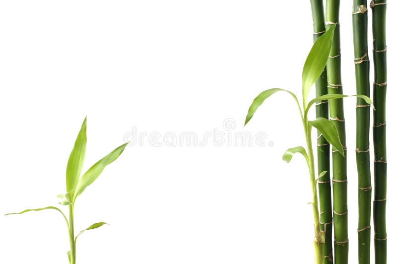 Bamboo stock images