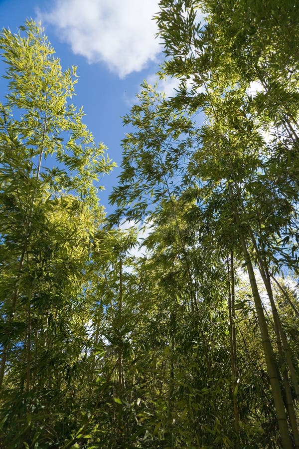 Dense Stand of Trees from Above Stock Image of fine, leaves: 24188881