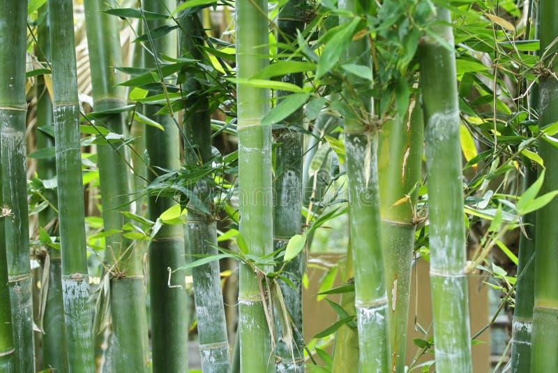 Bamboo