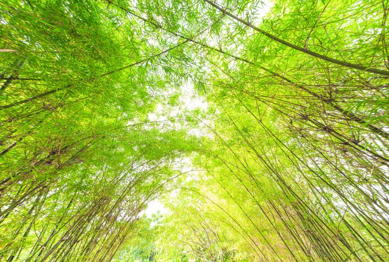 Bamboo Arch Over The Walkway Along A Building Stock Image - Image of