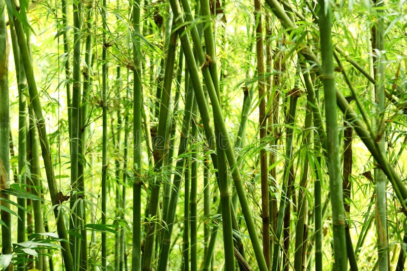 281,882 Bamboo Background Stock Photos - Free & Royalty-Free Stock Photos  from Dreamstime