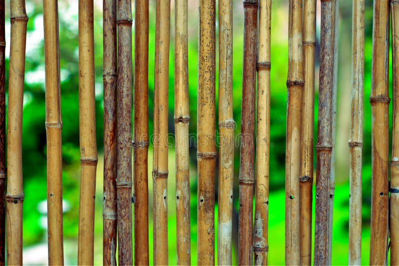 Bamboo background