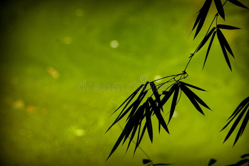 Bamboo background