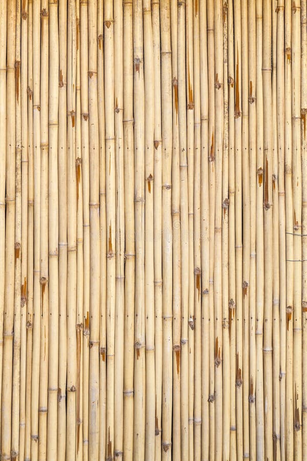 Bamboo background