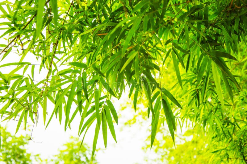 Bamboo background