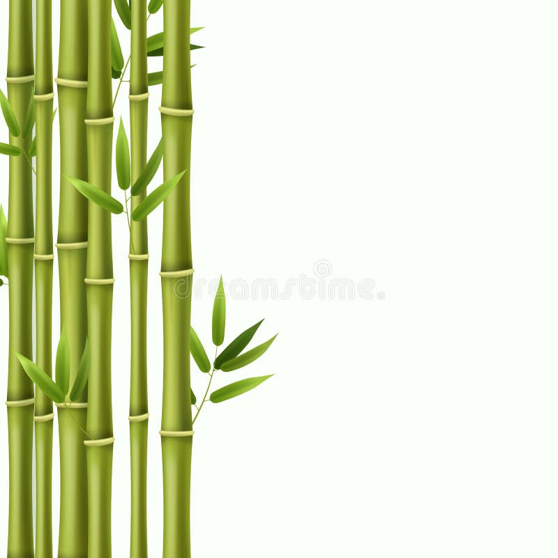 Bamboo background. Green bamboo rainforest stems, asian nature wallpaper in japanese style. Image frame border vector