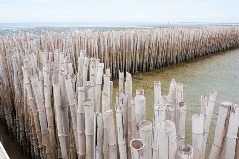 Bamboo Barrier Protect the Mangrove Forest. Stock Photo Image of